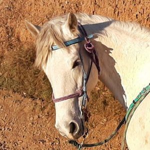 Meet your Posher, Karen